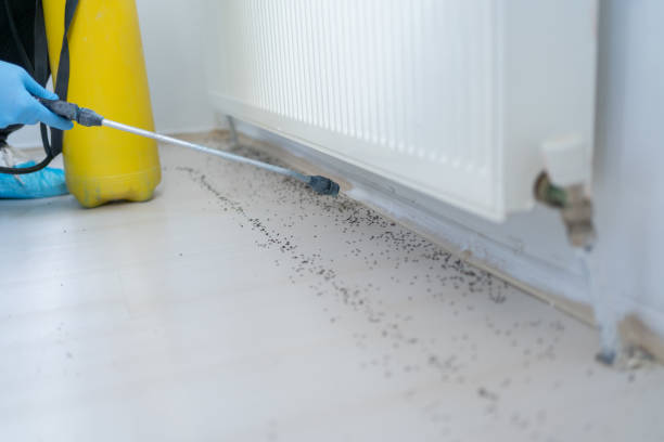 Best Best Pest Control Companies  in Valle Vista, AZ