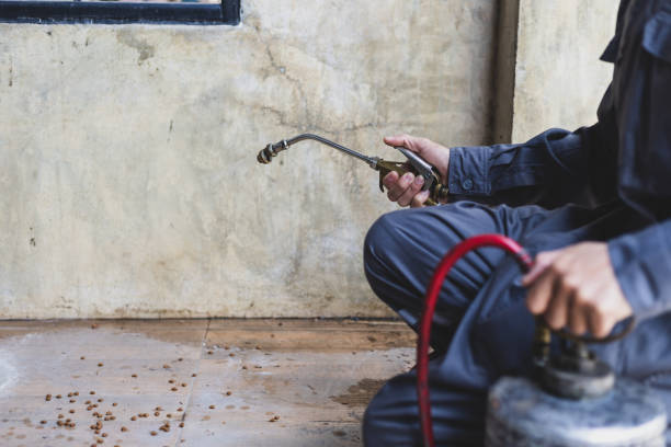 Best Termite Control Services  in Valle Vista, AZ